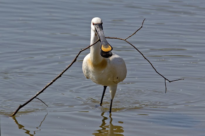 Spoonbill