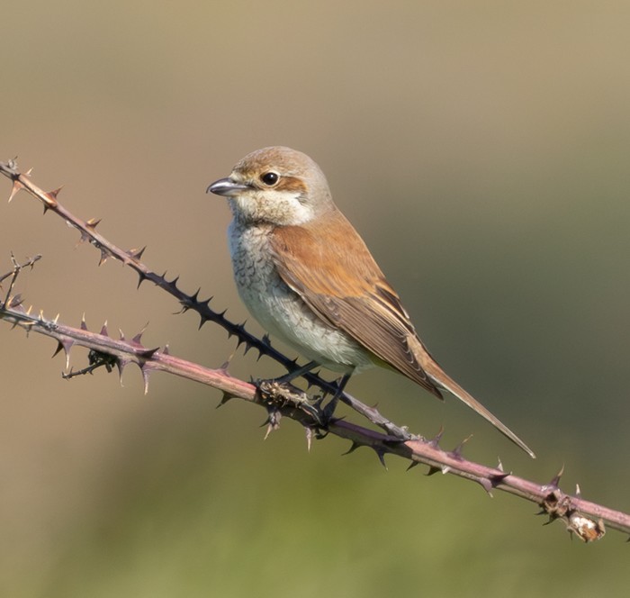 Red-backed Shrike