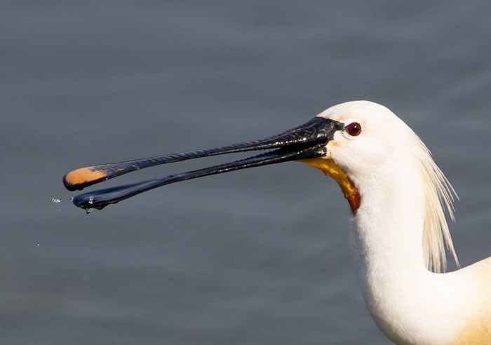 Spoonbill