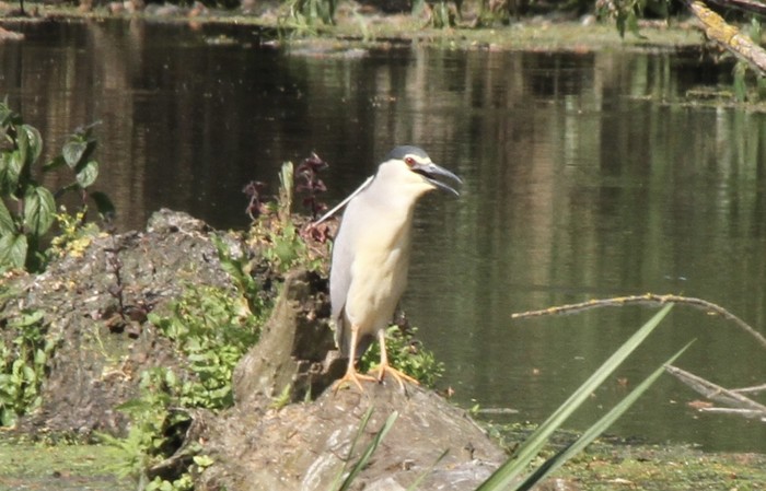 Night Heron