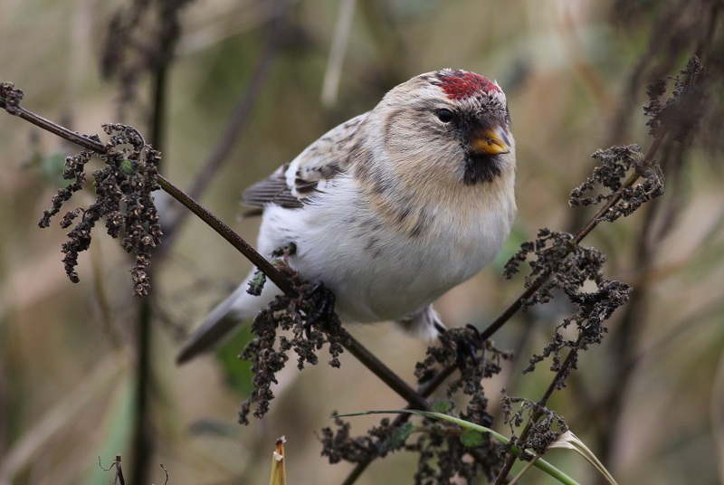 Hornemann's Arctic Redpoll