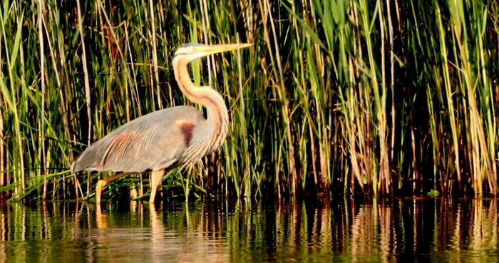 Purple Heron