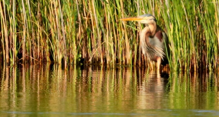 Purple Heron