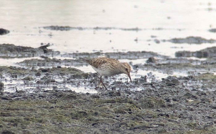 White-rumped Sandpiper