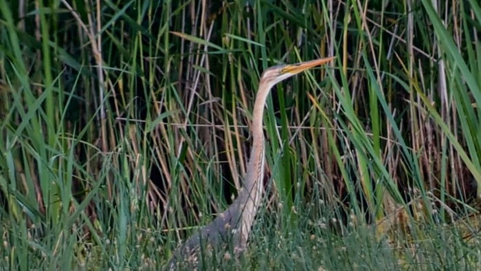 Purple Heron 