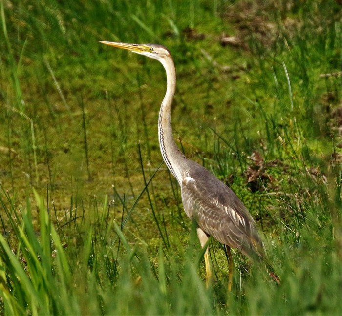 Purple Heron