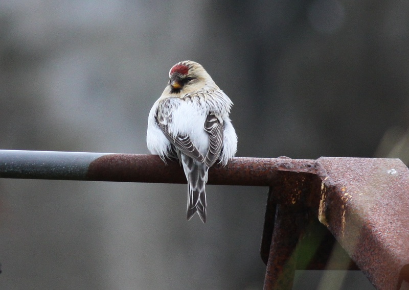 Hornemann's Arctic Redpoll