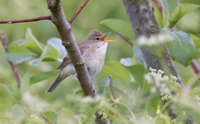 Marsh Warbler