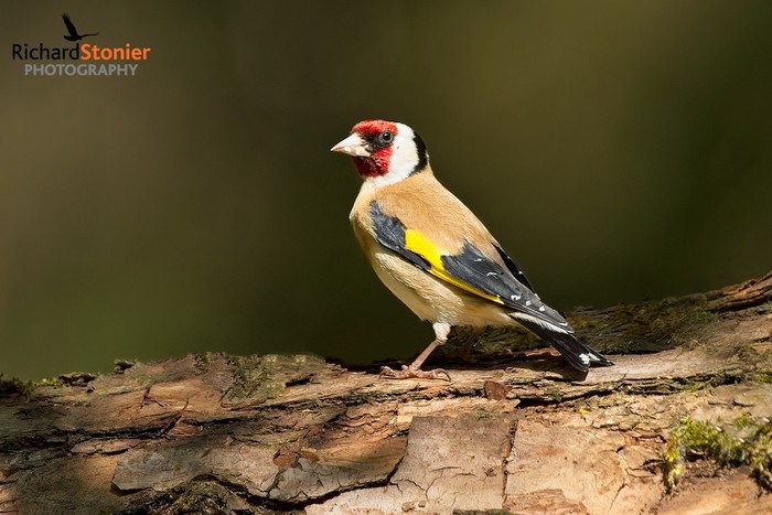 Goldfinch