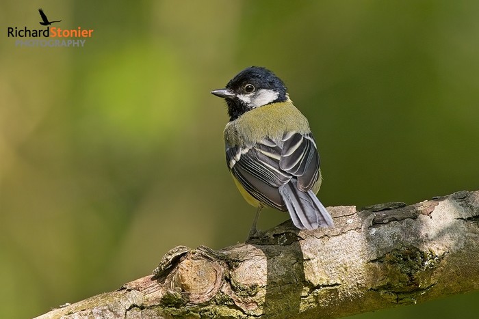 Great Tit