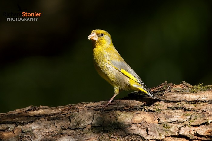 Greenfinch