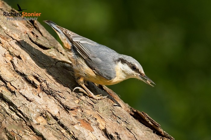 Nuthatch