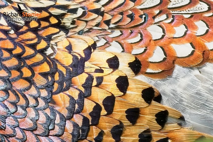 Pheasant