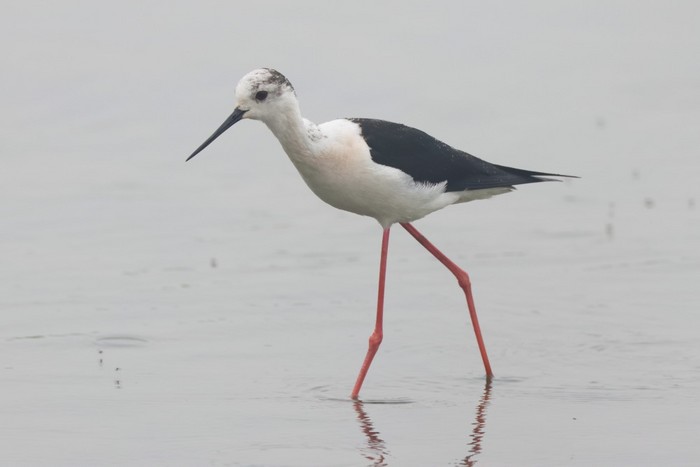 Black-winged Stilt