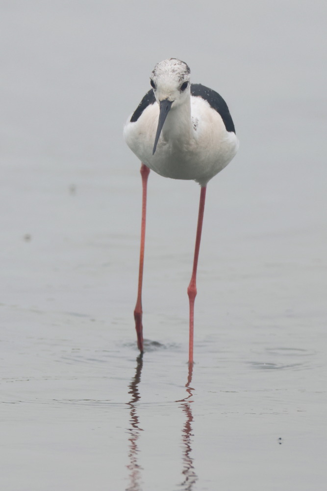 Black-winged Stilt