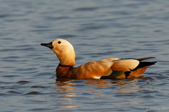 Ruddy Shelduck