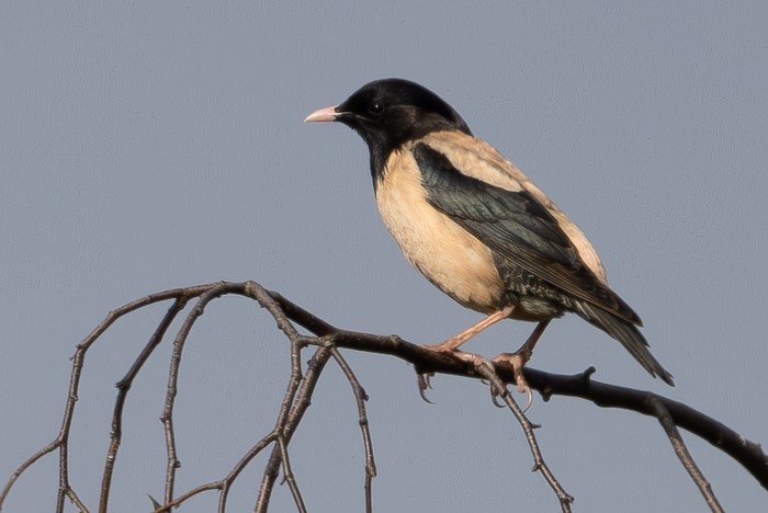 Rose-coloured Starling