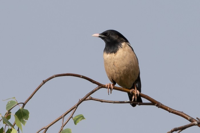 Rose-coloured Starling