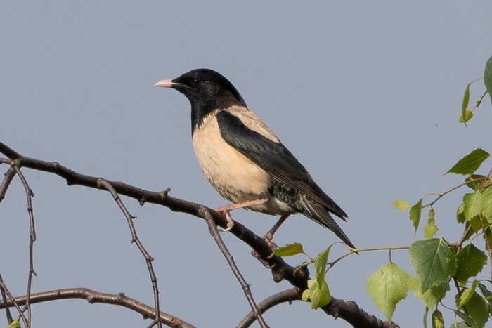 Rose-coloured Starling