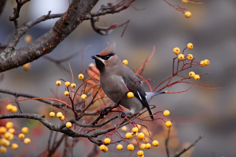 Waxwing