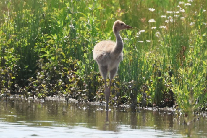 Common Crane