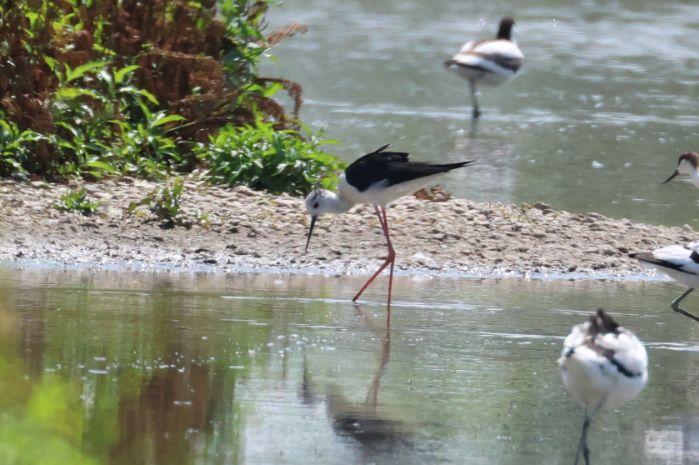 Black-winged Stilt