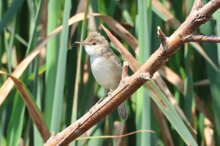 Reed Warbler