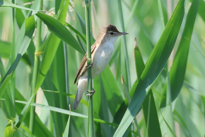 Reed Warbler