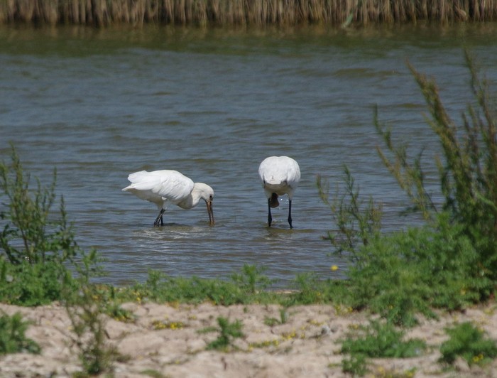 Spoonbill