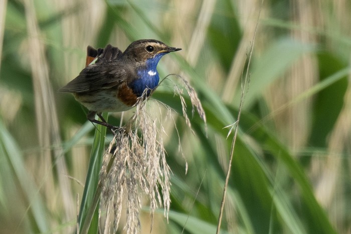 White-spotted Bluethroat