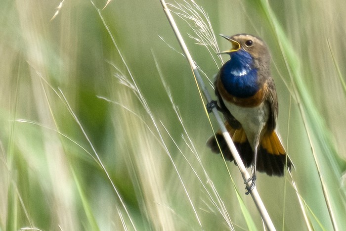 White-spotted Bluethroat