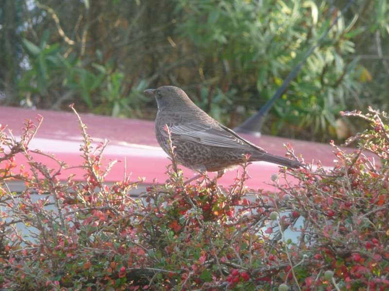 Ring Ouzel