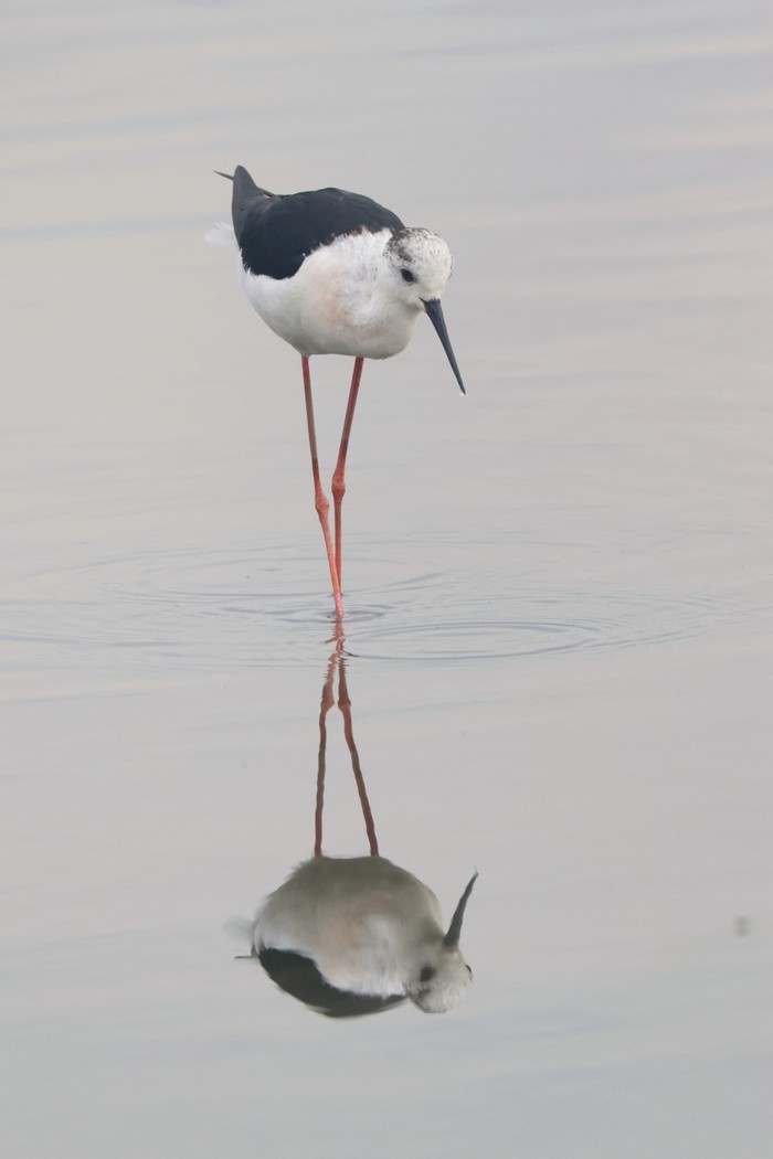 Black-winged Stilt