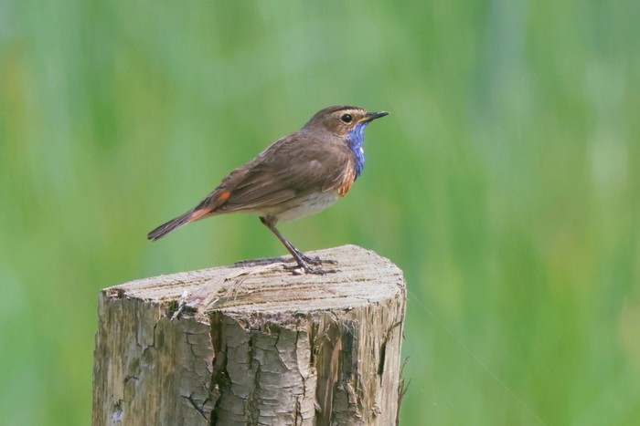 White-spotted Bluethroat