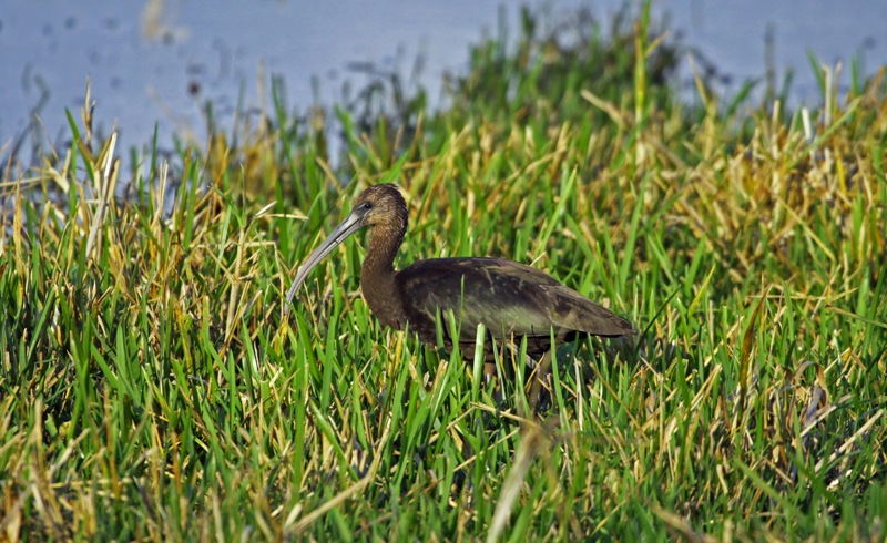 Glossy Ibis