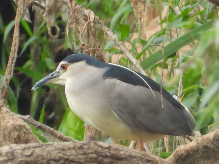 Night Heron