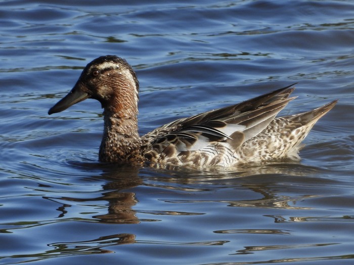 Garganey