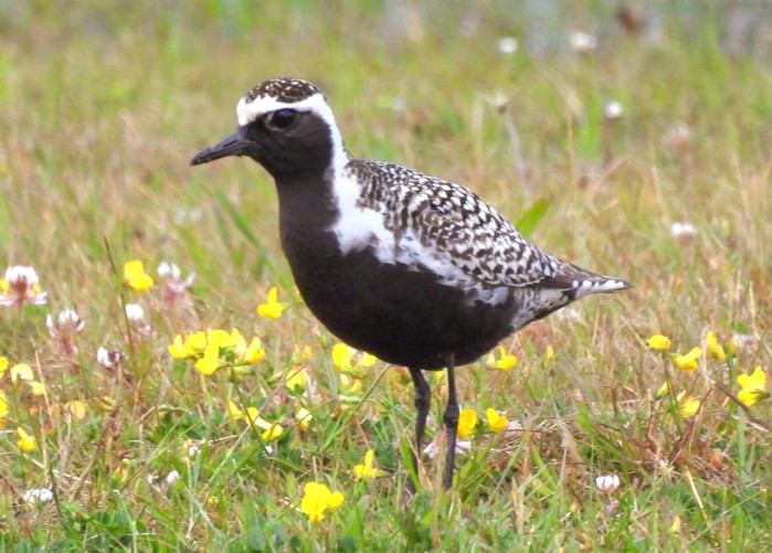 Pacific Golden Plover