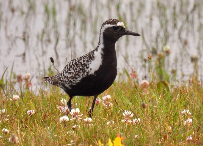 Pacific Golden Plover