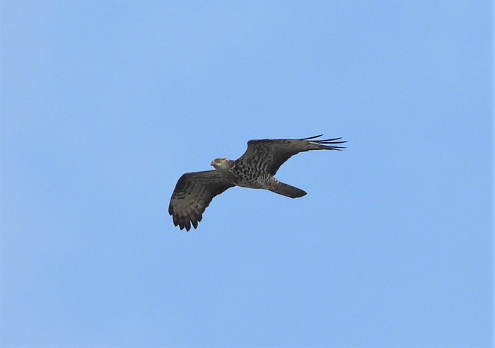 Honey Buzzard