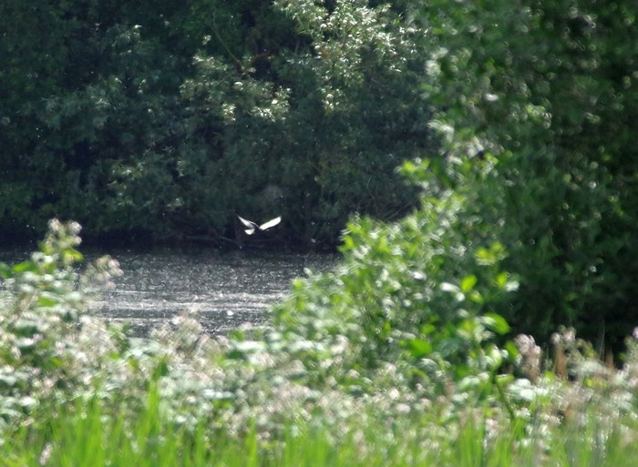 White-winged Black Tern