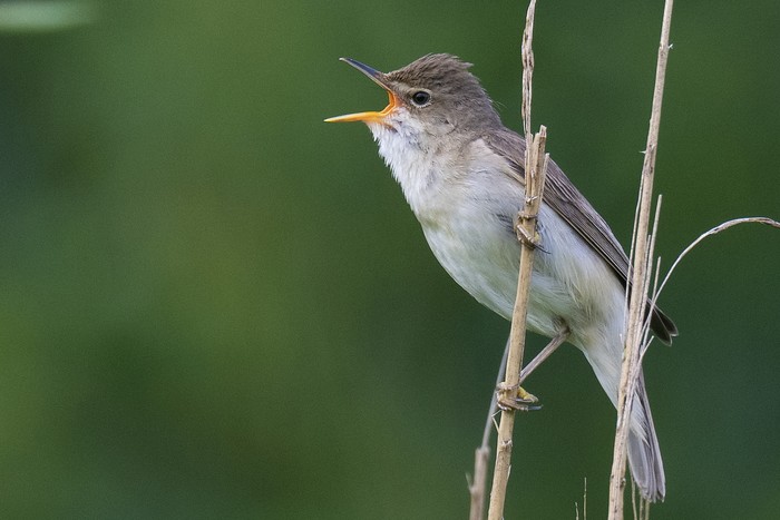 Marsh Warbler