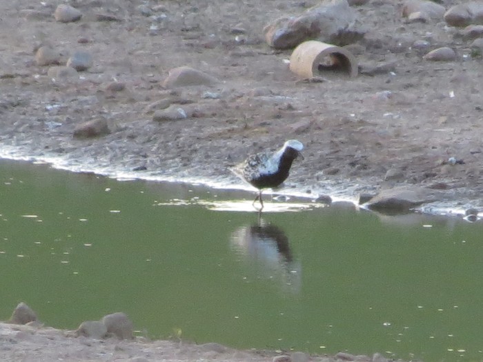 Grey Plover