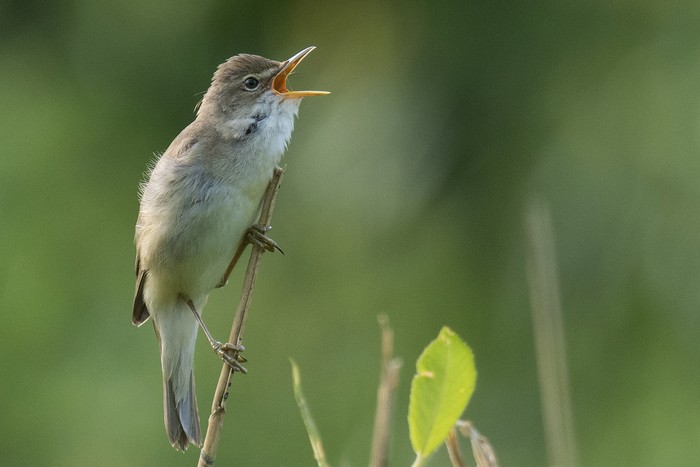 Marsh Warbler