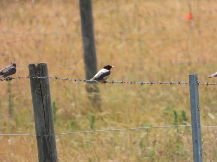 Rose-coloured Starling