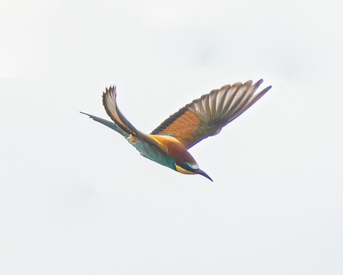 Bee-eater