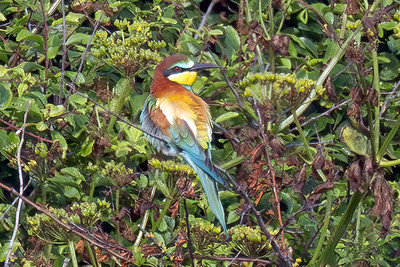 Bee-eater