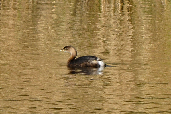 Pied-billed Grebe