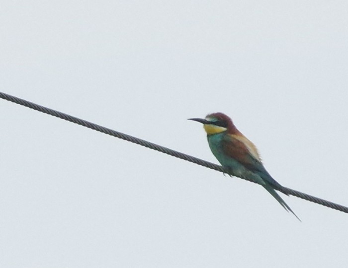 Bee-eater