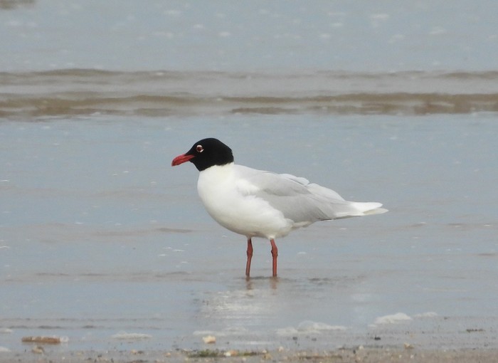 Mediterranean Gull